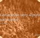 Canarinho sem alpista não canta